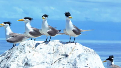 A Con Dao Nemzeti Park élővilágát először közvetítette élőben a VTV.