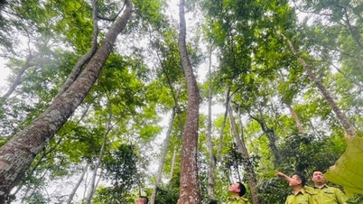 Thai Nguyen: Mengaplikasikan teknologi digital untuk memelihara kehijauan hutan.