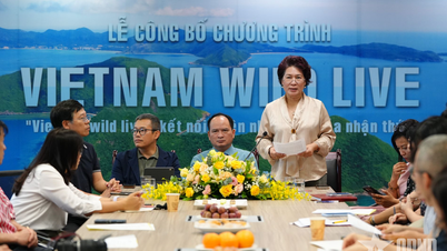 "Vietnam Wild Live" akan menyiarkan langsung satwa liar di Con Dao untuk pertama kalinya.