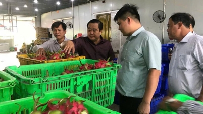 Tekanan seperti apa yang akan dihadapi buah lezat ini di bulan Agustus? Akankah buah ini mampu mengatasi tantangan tersebut jika ditanam sesuai dengan standar VietGAP dan GlobalGAP?