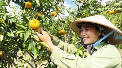 Gia tăng giá trị sản phẩm OCOP bằng công nghệ và chuyển đổi số