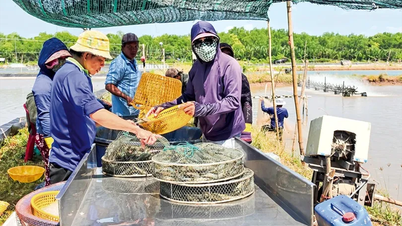 Dạo quanh thị trường ngày 17-6