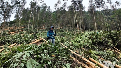 Árvores de canela abrem caminho para a redução da pobreza em Yen Phong.
