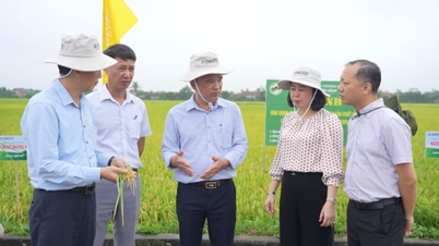 Mekanisasi dan VietGAP – Kunci untuk meningkatkan pendapatan petani padi di Hanoi.