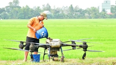Proactively protect the summer-autumn rice crop.