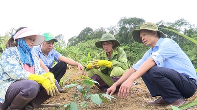 Memberikan alat penghidupan untuk membantu masyarakat di komune Dak Pek keluar dari kemiskinan.