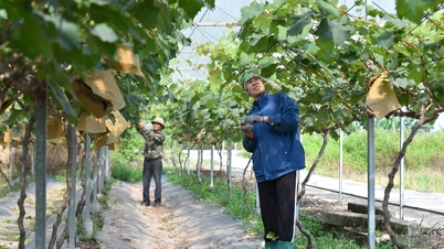 Các hợp tác xã chuyển dịch trong thời đại số