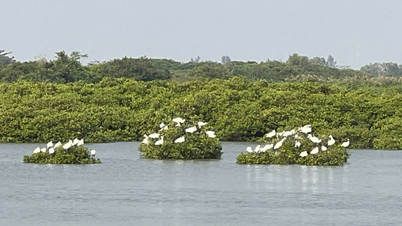 Xuan Thuy Nationalpark - et unikt sted at opleve naturen.
