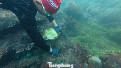 Terumbu karang diselamatkan dari para pembunuh 'jaring hantu' di Laut Da Nang.