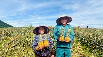 จังหวัดฮาติ๋ง 'จับมือ' กับ DOVECO เพิ่มพื้นที่ปลูกสับปะรดภายใต้สัญญาเป็นมากกว่า 1,000 เฮกตาร์