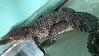 Seekor buaya mengembara ke dalam sebuah kediaman persendirian di Hue.