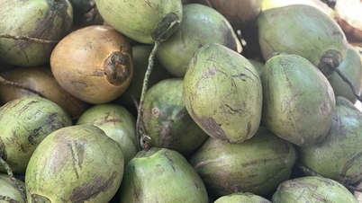 Essas bebidas naturais ajudam a estabilizar a pressão arterial de forma eficaz.