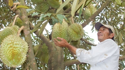 Sebuah komune yang baru didirikan di provinsi Lam Dong memiliki 3.450 hektar kebun durian yang terkenal dengan aromanya yang lezat dan harga jual yang jauh lebih tinggi daripada harga rata-rata pasar.