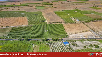 Đất vào quy hoạch nhưng chưa triển khai, có được chuyển mục đích?