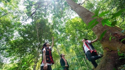Hutan Quang Ninh mempunyai peluang untuk menjadikan karbon sebagai aset.