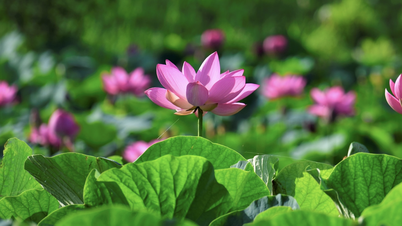 ทุ่งดอกบัวที่ใหญ่ที่สุดในดานัง สวยงามตระการตา นักท่องเที่ยวต่างหลั่งไหลมาถ่ายรูปกันที่นี่