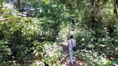 Floresta sagrada na cidade: Floresta de Mỏm Hạc e a lenda da Princesa Huyền Trân.