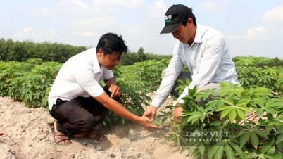 Menerapkan kebijakan percontohan untuk penggunaan bioetanol E10: Dengan lebih dari 570.000 hektar lahan singkong yang tersedia, lima zona bahan baku utama dapat didirikan.