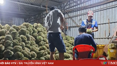 Para pedagang mengingkari janji mereka, ribuan ton durian terbuang tanpa pasar.