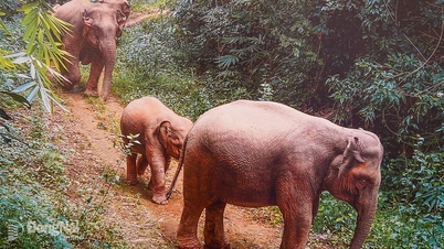 Đồng Nai: Tập huấn nguyên tắc an toàn trong quản lý xung đột voi - người