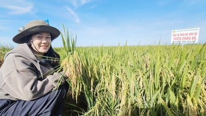 จังหวัดกวางตรีเปิดตัวข้าวพันธุ์ใหม่หลายชนิด นำมาซึ่งความสุขแก่เกษตรกรด้วยผลผลิตที่อุดมสมบูรณ์