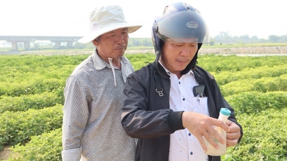¿Cómo es que los campos de chile de Da Nang, que antes estaban arrasados ​​por la salinidad, han aliviado ahora las preocupaciones de los agricultores sobre las pérdidas de cosechas?