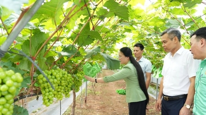 Nông dân trẻ xã Thuận An khởi nghiệp với mô hình nho sữa trải nghiệm