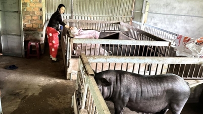Prowincja Quang Ngai przeznaczyła ponad 212 miliardów VND na pomoc osobom dotkniętym chorobami odzwierzęcymi.
