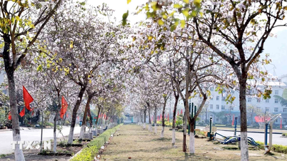 Lai Châu triển khai chương trình kích cầu, tạo đà bứt phá cho du lịch xanh