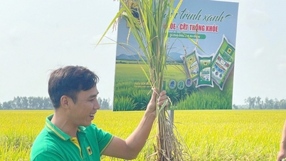 ការធ្វើកសិកម្មទ្រង់ទ្រាយធំដោះស្រាយបញ្ហានៃការកាត់បន្ថយការប្រើប្រាស់ជីគីមីនៅក្នុងតំបន់ដីអាស៊ីត។