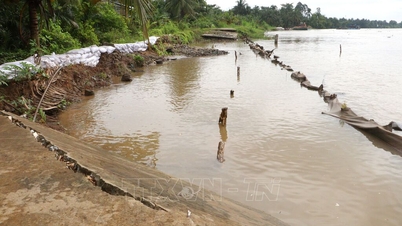 Vinh Long: The embankment along the Mang River continues to suffer landslides.