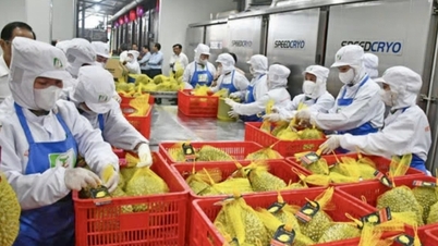Vinh Long standaardiseert de codes voor plantagegebieden, wat de weg vrijmaakt voor de export van durian.