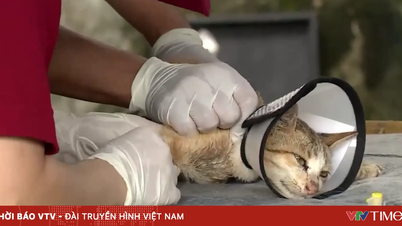Perjalanan untuk menemukan pemilik bagi lebih dari 400 kucing yang diselamatkan.
