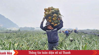 Canh tác có tổ chức