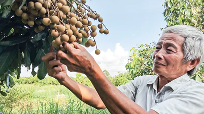 Solusi pembangunan berkelanjutan untuk industri buah-buahan.