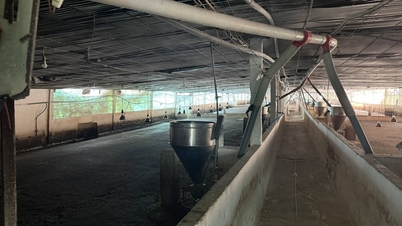 Beoordeling van de omstandigheden in de veehouderij op Tu Tham Livestock Farm