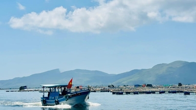 Following the successful merger of the former Phu Yen province, Dak Lak province now boasts this brackish lagoon and a unique delicacy whose meat is sweeter than bone broth.