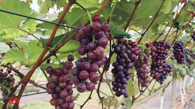 The effectiveness of the model of growing Ha Den grapes combined with experiential tourism.
