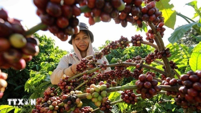 Dak Lak: Membangun Buon Ma Thuot menjadi ibu kota kopi terbaik di dunia.