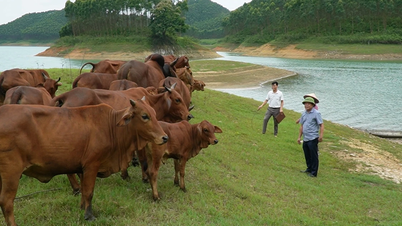 การเลี้ยงปศุสัตว์ขนาดใหญ่ในพื้นที่ทางตะวันออกของทะเลสาบแทคบา