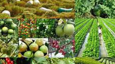 पौधों की किस्मों के उत्पादन और व्यापार संबंधी नियमों का उल्लंघन करने वाले संगठनों पर 100 मिलियन वीएनडी तक का जुर्माना लगाया जाएगा।