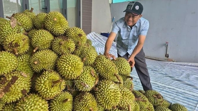 ตลาดทุเรียนเหงียจุงคึกคักมาก
