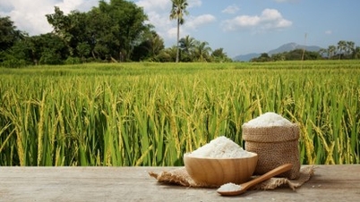 ការស្រោចស្រពសើម និងស្ងួតឆ្លាស់គ្នា៖ ដំណោះស្រាយមួយដើម្បីកាត់បន្ថយការបំភាយឧស្ម័នមេតានក្នុងការដាំដុះស្រូវ។