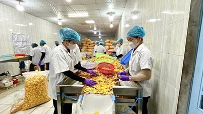 A Dong Thap felgyorsítja a mezőgazdasági, erdészeti és vízi termékek exportját, amely meghaladja a 3 milliárd USD-t.