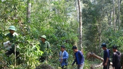 Wilayah Dien Bien mengagihkan hampir 248 bilion VND untuk perkhidmatan alam sekitar hutan melalui akaun bank.