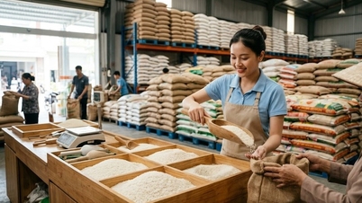Giá lúa gạo hôm nay 20.6.2026: Nguồn lúa ít, giá nhích nhẹ ở nhiều nơi