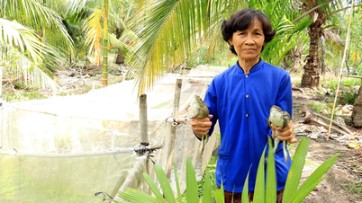 Meningkatkan pendapatan dari model budidaya katak komersial Thailand.