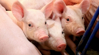Harga daging babi hari ini, 20 Juni 2026: Tetap stabil.