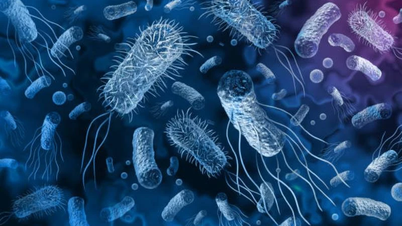 Insiden keracunan roti di Dong Thap: 25 sampel diuji positif Salmonella.
