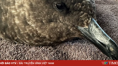 Australia bekrefter sitt første tilfelle av H5N1-fugleinfluensa.